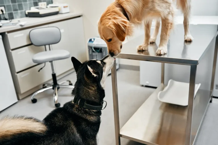 Ernährungsberatung für Haustiere: So bleibt Ihr Tier gesund