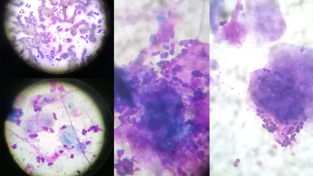 Tierarzt Wegberg Zytologische Aufnahmen im Labor